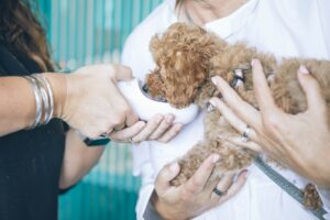 Vétérinaires & cliniques vétérinaires